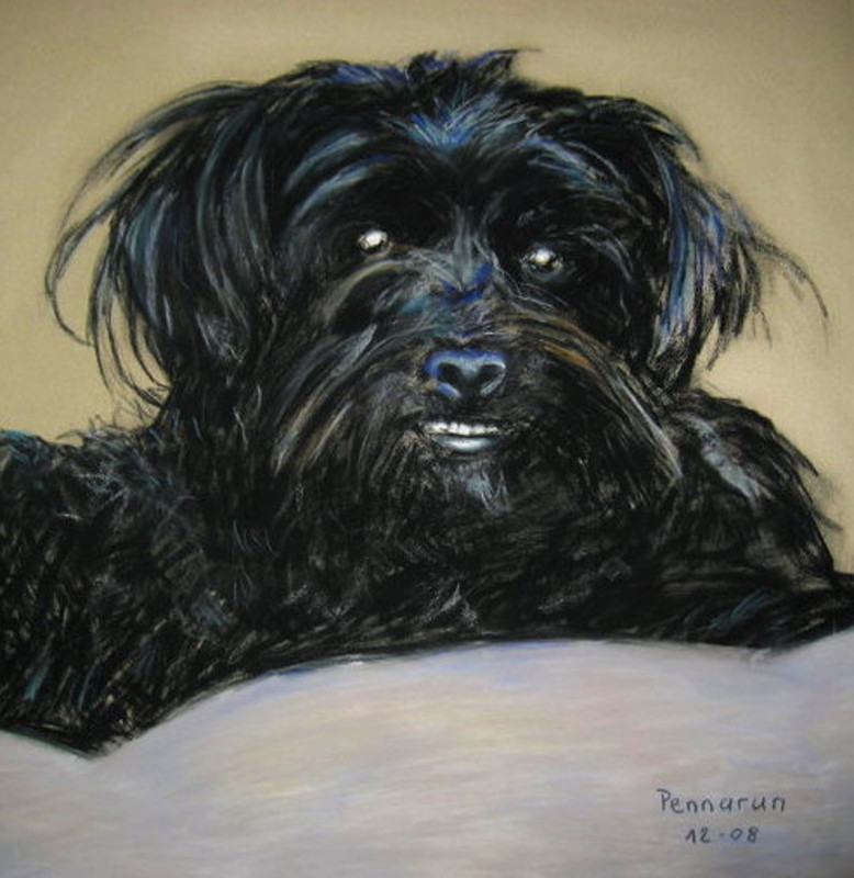 pastel bichon nicolas pennarun
