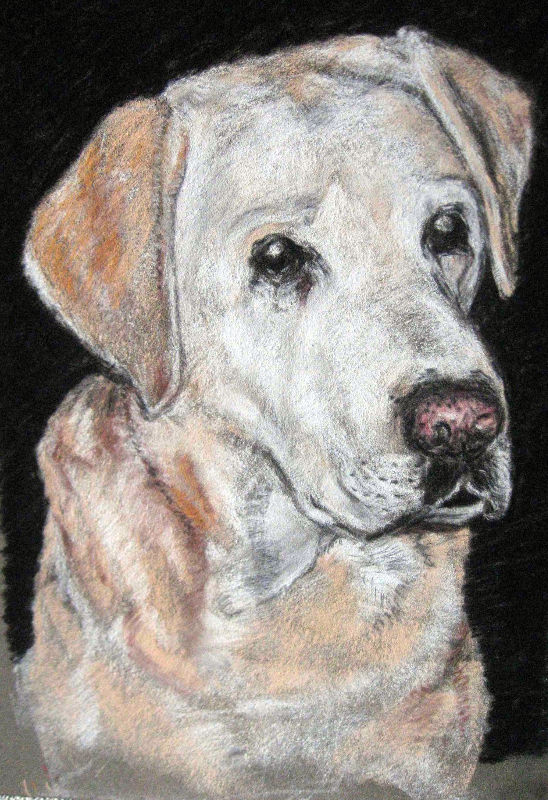 pastel chien nicolas pennarun